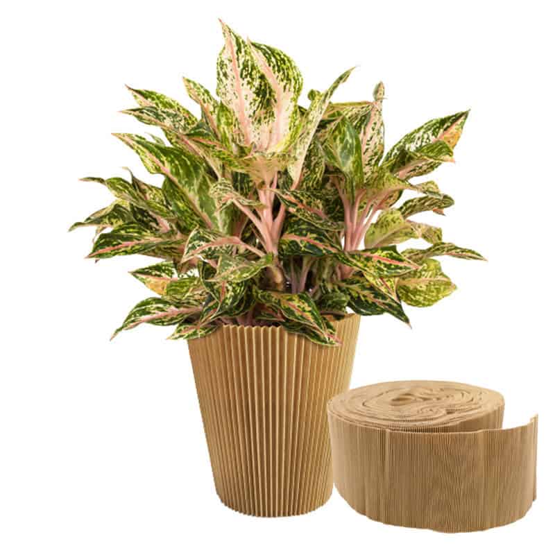 Rouleau de manchettes fournisseur pour fleuristes Rouleau de manchettes fournisseur pour fleuristes
