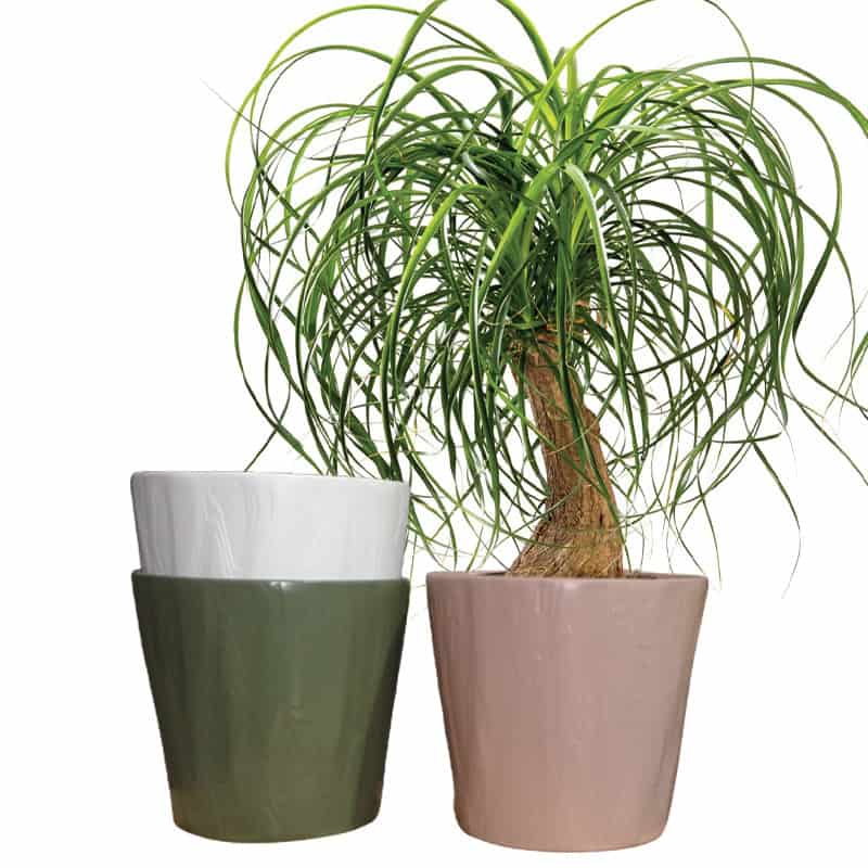 Cache pot céramique ^poterie grossiste fleuriste Cache pot céramique ^poterie grossiste fleuriste