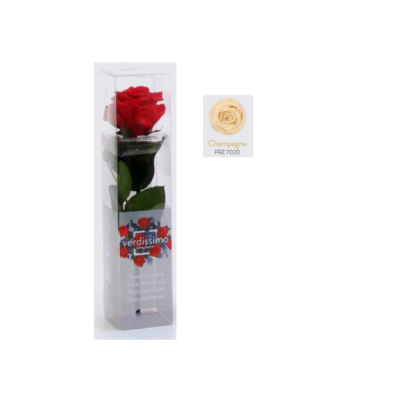 Mini rose tigée Amorosa - Grossiste fleuriste