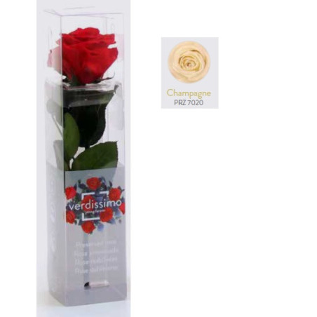 Mini rose tigée Amorosa - Grossiste fleuriste