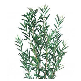 Lepto Lungifolia artificielle grossiste fleuriste