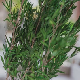 Lepto Lungifolia artificielle grossiste fleuriste