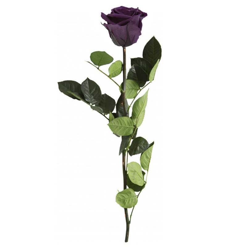 Rose éternelle tigée Amorosa 53cm - Plusieurs coloris