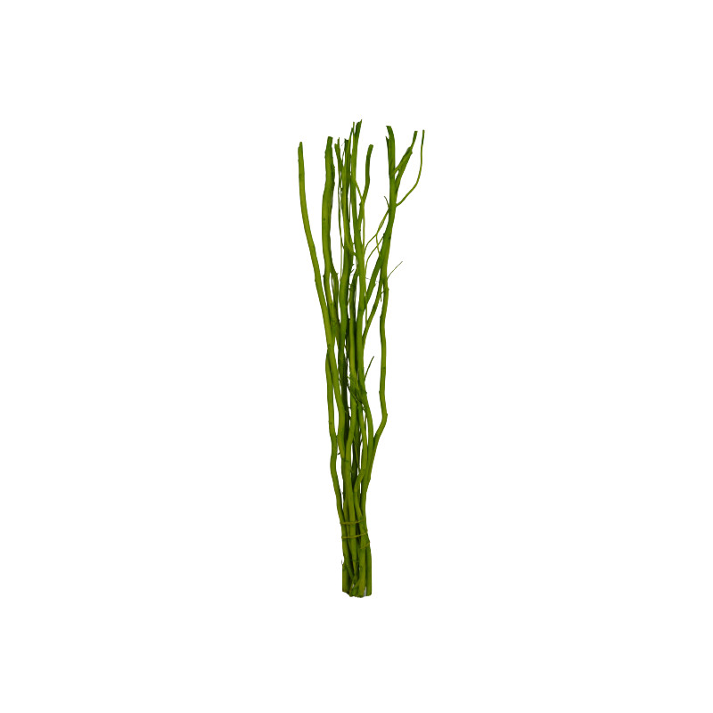 10 branches de Salix - Grossiste fleuriste décoration tendance design