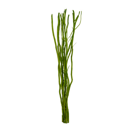 10 branches de Salix - Grossiste fleuriste décoration tendance design