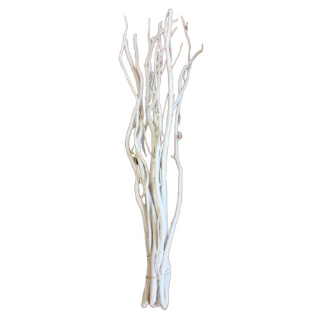 10 branches de Salix - Grossiste fleuriste décoration tendance design