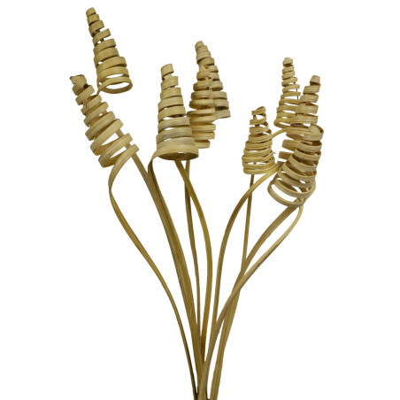 Cane coil - Klein