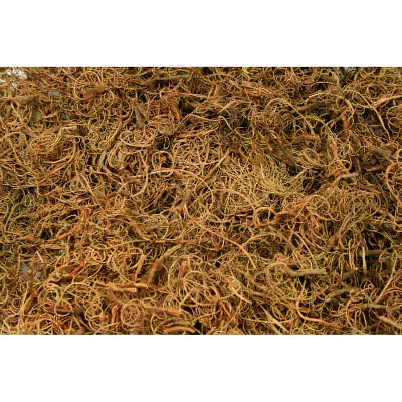 Mousse Tillandsia sec naturel