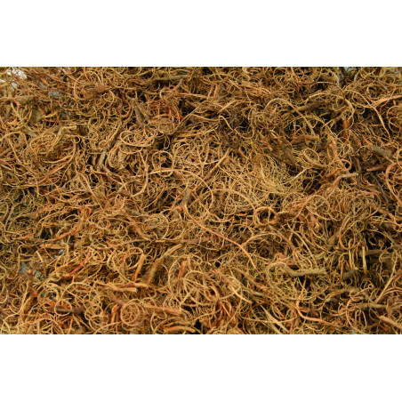 Mousse Tillandsia sec naturel