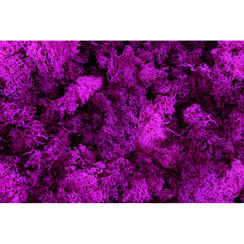 Lichen stabilisé - matériel pour fleuriste