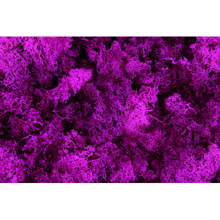 Lichen stabilisé - matériel pour fleuriste