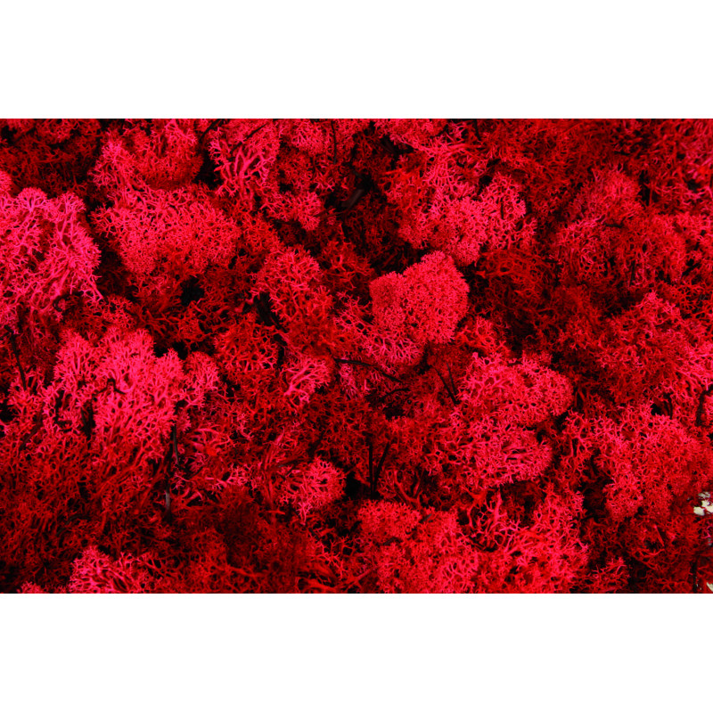 Lichen stabilisé - matériel pour fleuriste
