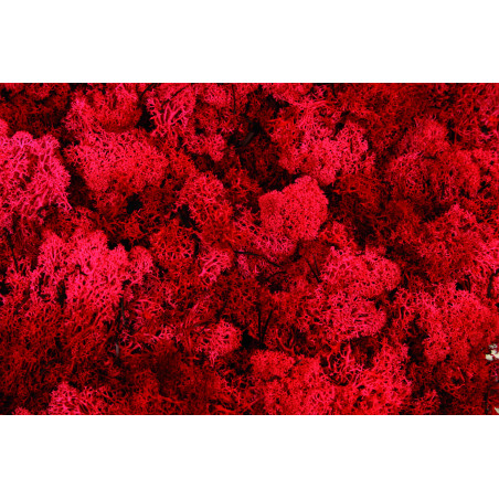 Lichen stabilisé - matériel pour fleuriste