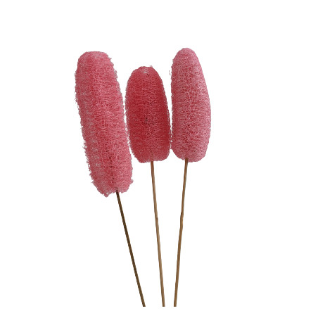 Luffa tiges - Walky