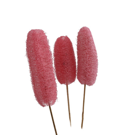 Luffa tiges - Walky