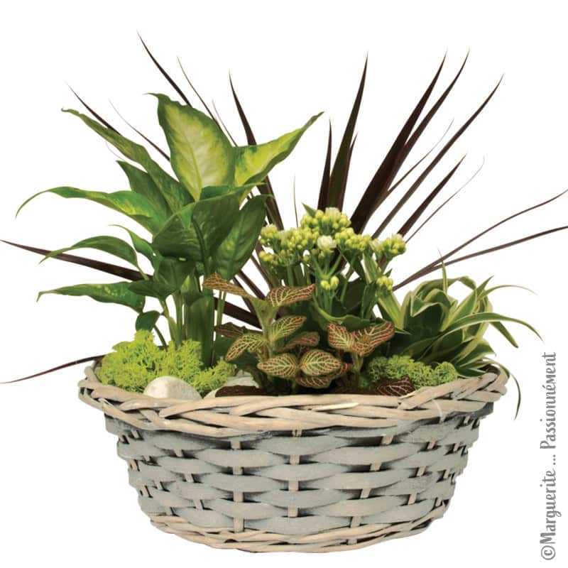 Coupe ronde tressée osier grossiste fleuriste Coupe ronde tressée osier grossiste fleuriste