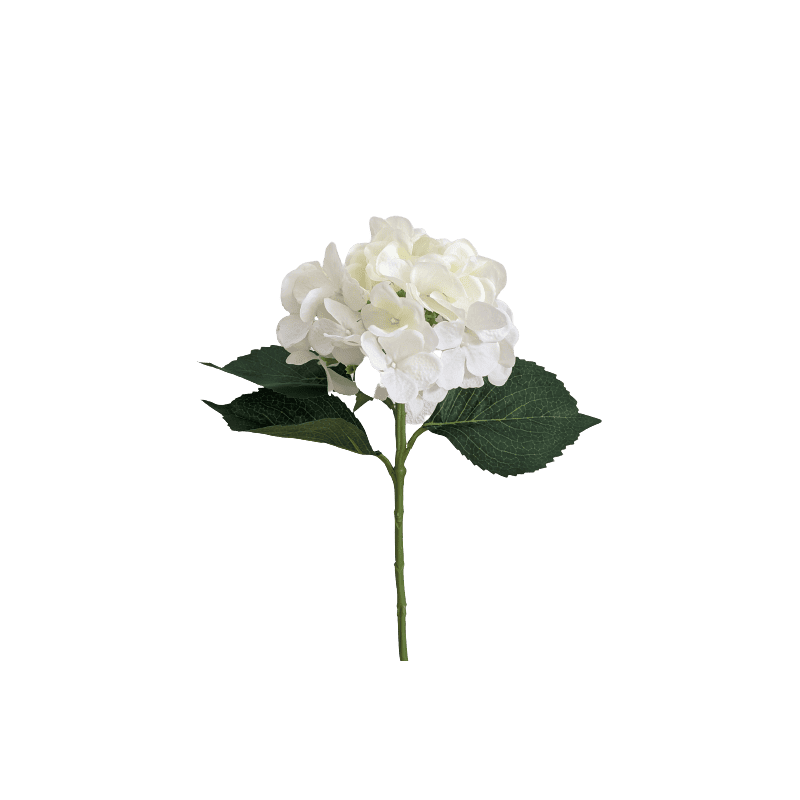 Hortensia - Furna Hortensia - Furna