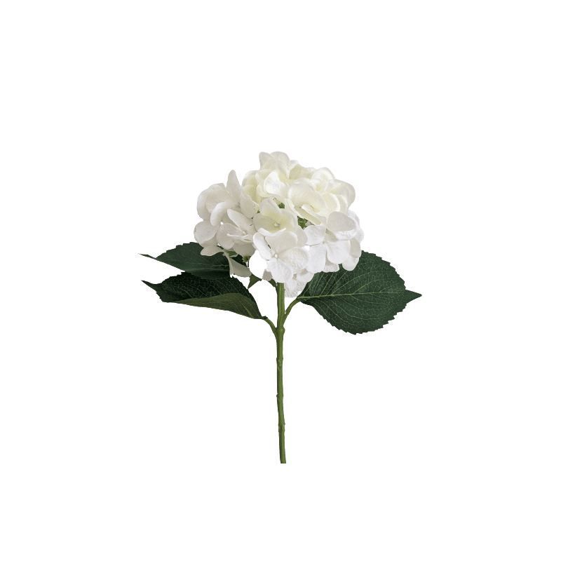 Hortensia - Furna