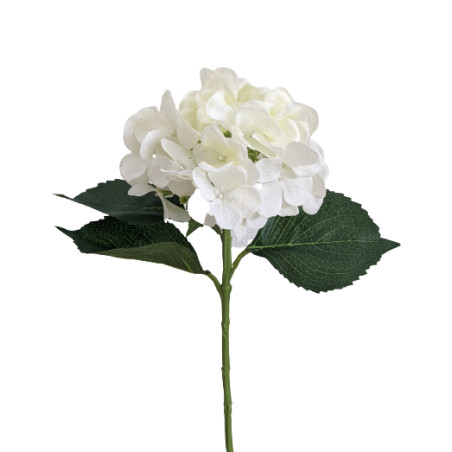 Hortensia - Furna