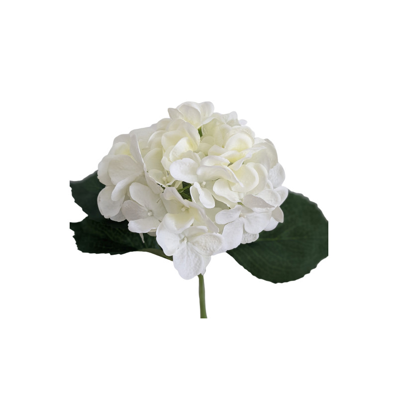 Hortensia - Furna
