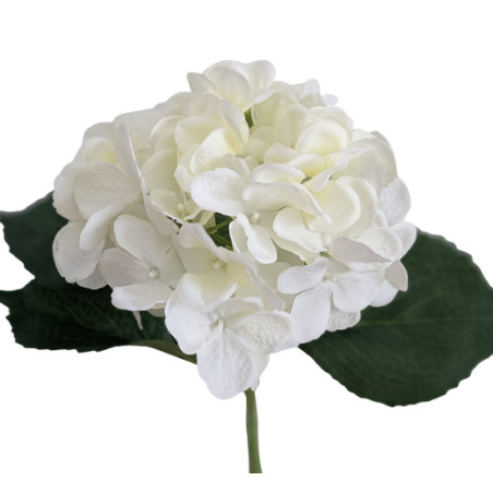 Hortensia - Furna