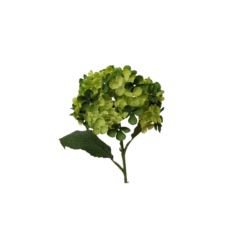 Hortensia - Pinka