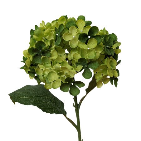 Hortensia - Pinka