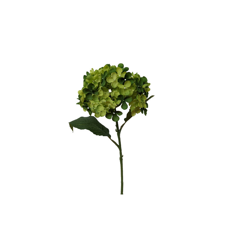 Hortensia - Pinka