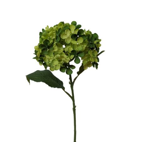 Hortensia - Pinka