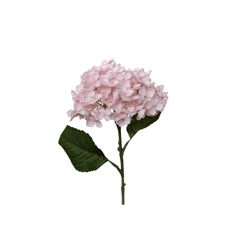 Hortensia - Pinka Hortensia - Pinka