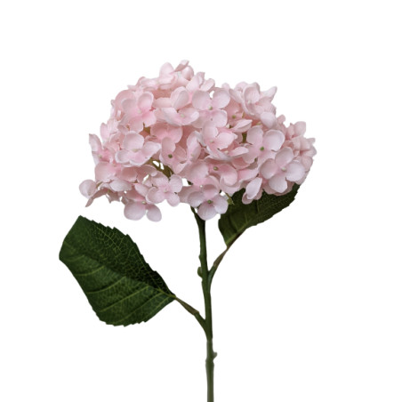 Hortensia - Pinka