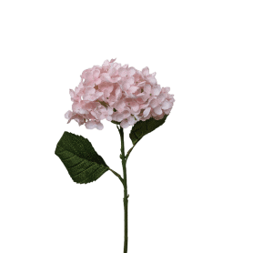 Hortensia - Pinka