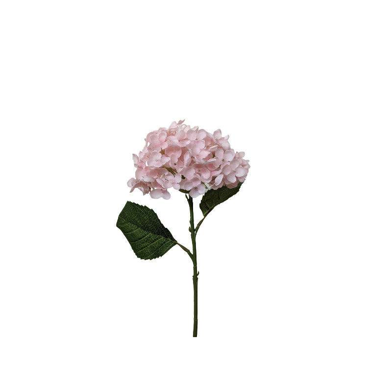 Hortensia - Pinka
