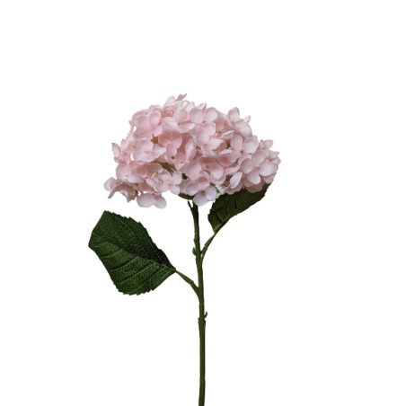 Hortensia - Pinka