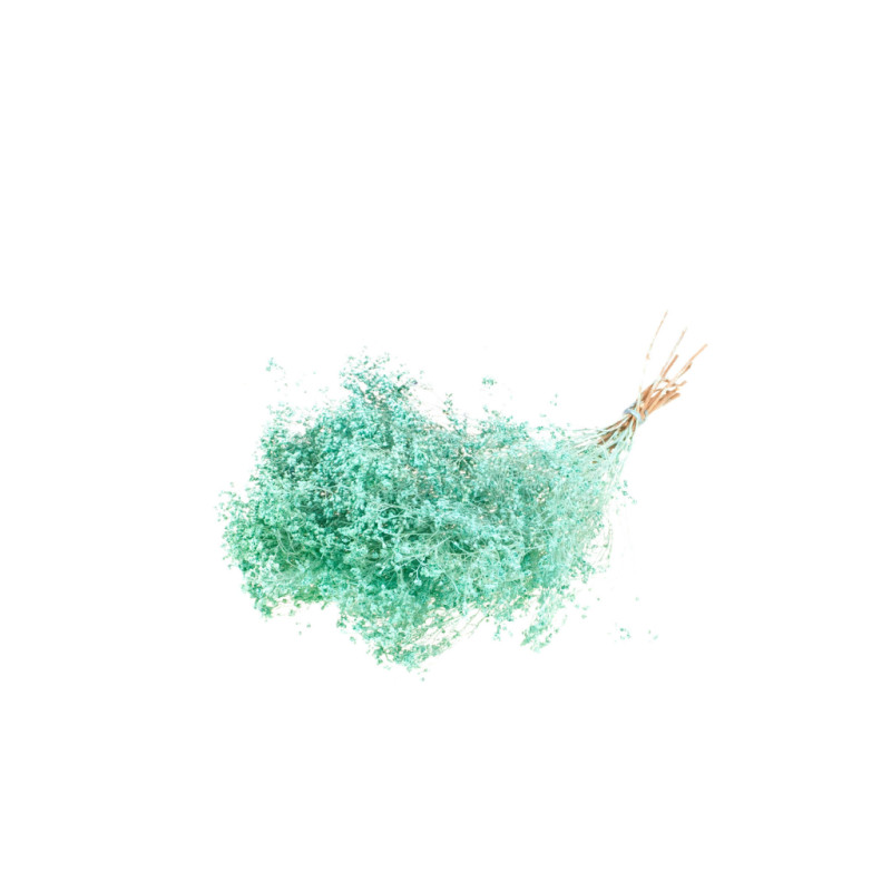 Broom bloom séché - Grossiste fleuriste