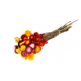 Helichrysum natural multi couleurs fleurs séchées grossiste