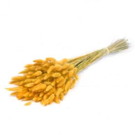 Bouquet de Lagurus Ovatus - Plusieurs couleurs disponibles - grossiste fleurs séchées