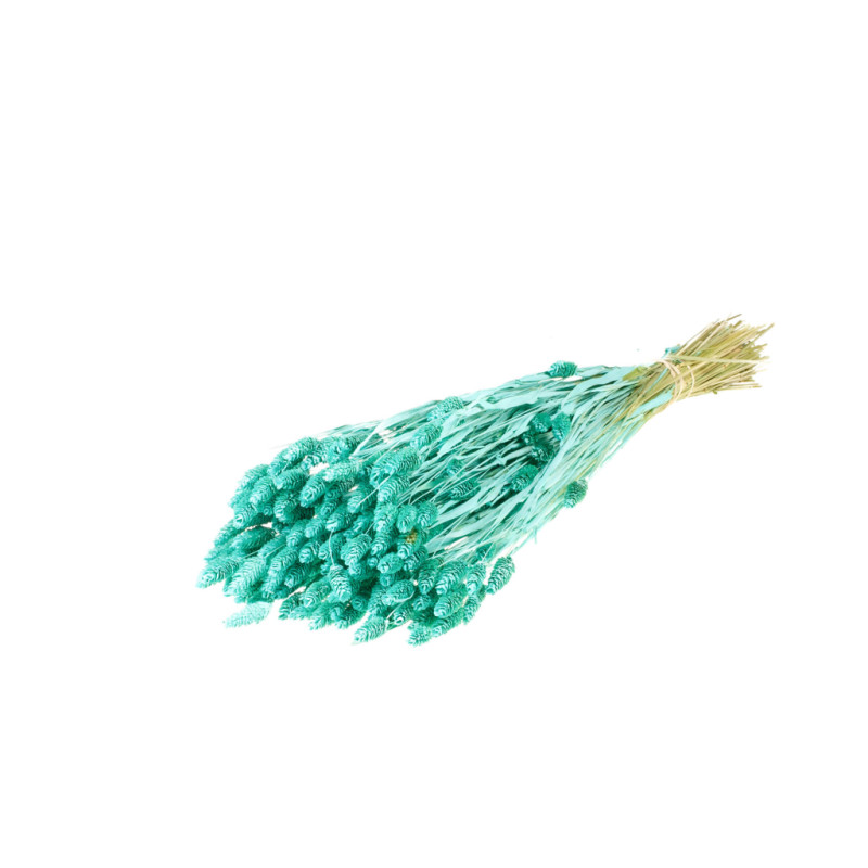 Botte de fleurs séchées Phalaris - Grossiste pour fleuriste