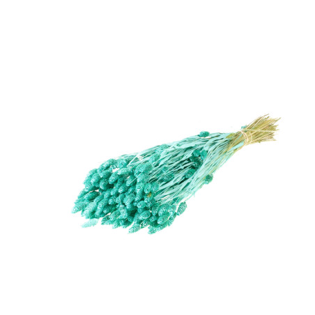 Botte de fleurs séchées Phalaris - Grossiste pour fleuriste