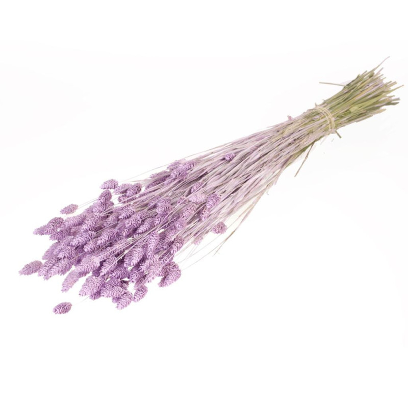 Botte de fleurs séchées Phalaris - Grossiste pour fleuriste