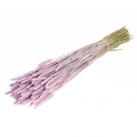 Botte de triticum blanc - grossiste fleuriste fleurs séchées