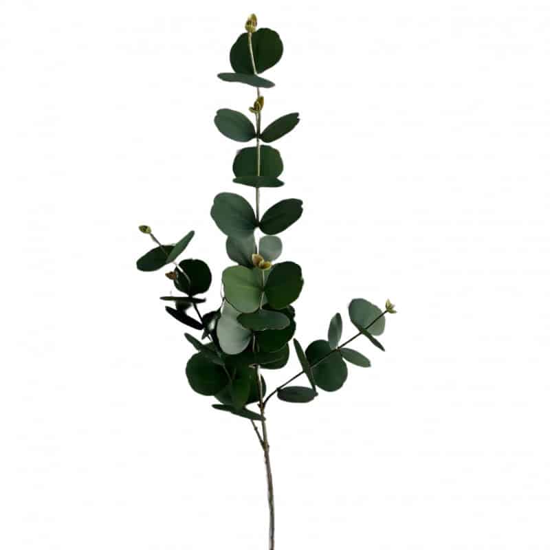 Branche d'eucalyptus - Fournisseur végétaux secs Branche d'eucalyptus - Fournisseur végétaux secs