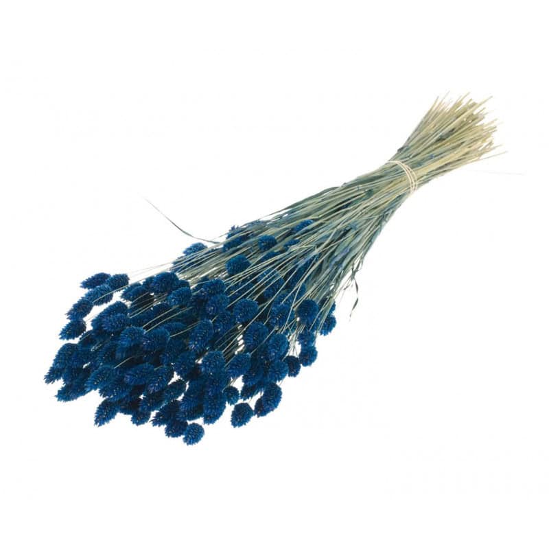 Botte de fleurs séchées Phalaris - Grossiste pour fleuriste Botte de fleurs séchées Phalaris - Grossiste pour fleuriste