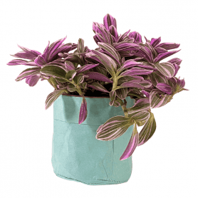 Cache pot de fleur en kraft lavable Poma - grossiste fleuriste