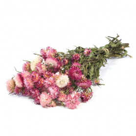 Helichrysum séché - Grossiste déco florale