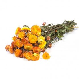 Helichrysum séché - Grossiste déco florale