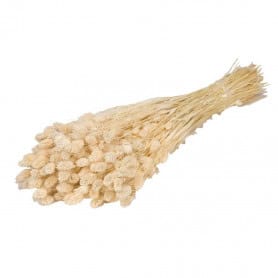 Botte de fleurs séchées Phalaris - Grossiste pour fleuriste