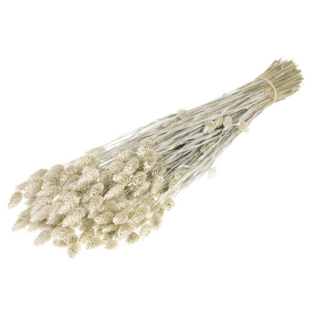 Botte de fleurs séchées Phalaris - Grossiste pour fleuriste