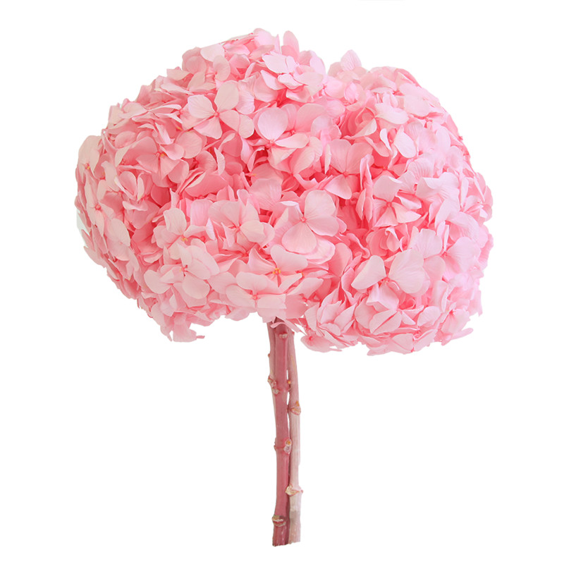 Bouquet Hortensia - 2 coloris  - grossiste fleurs