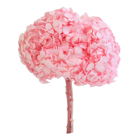 Bouquet Hortensia - 2 coloris  - grossiste fleurs